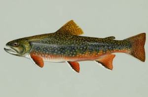 Historically, the only salmonid inhabiting these streams was the brook trout.